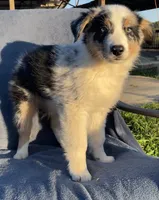 Ranger, a male Australian Shepherd for sale in Hillsboro, WI – 3 of 6