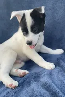 Rocky, a male Australian Cattle Dog and Border Collie for sale in Hillsboro, WI – 3 of 5
