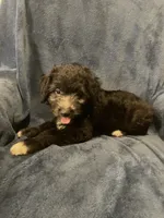 Milo, a male English Shepherd and Poodle - Miniature  for sale in Hillsboro, WI – 7 of 8