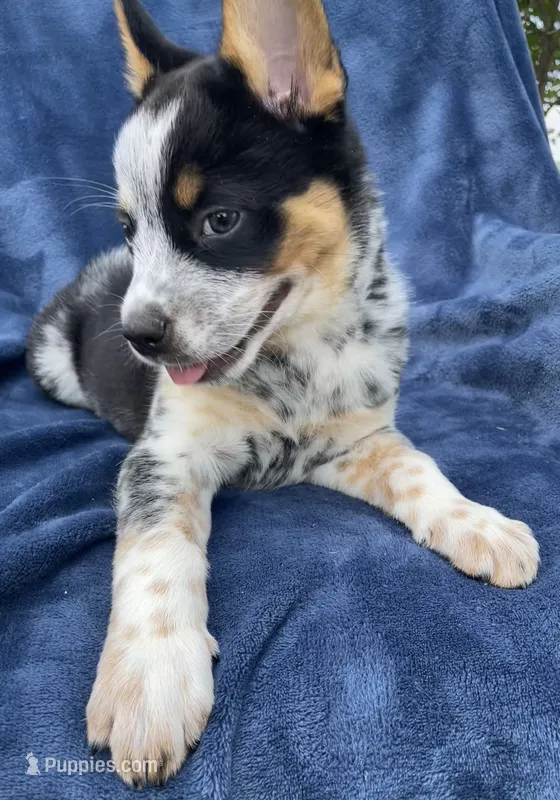 Bluey – Australian Cattle Dog, Border Collie puppy for sale in Hillsboro, WI