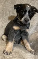 Betty, a female Australian Cattle Dog for sale in Hillsboro, WI – Photo 1 of 5