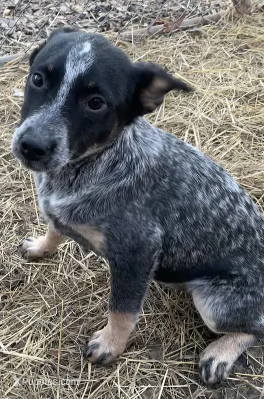 Betty – Australian Cattle Dog puppy for sale in Hillsboro, WI