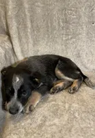 Betty, a female Australian Cattle Dog for sale in Hillsboro, WI – Photo 4 of 5