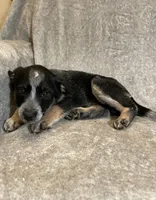 Betty, a female Australian Cattle Dog for sale in Hillsboro, WI – Photo 3 of 5