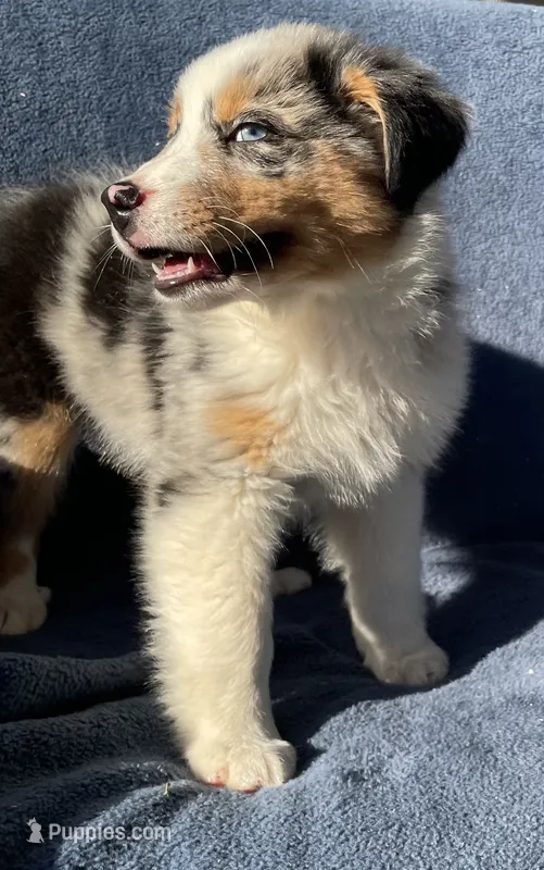 Blue – Australian Shepherd puppy for sale in Hillsboro, WI
