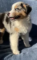Blue, a male Australian Shepherd for sale in Hillsboro, WI – 1 of 5