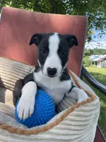 Remi, a male Australian Cattle Dog and Border Collie for sale in Hillsboro, WI – 1 of 8