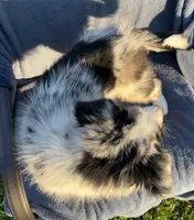 Ranger, a male Australian Shepherd for sale in Hillsboro, WI – 6 of 6