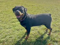 Xenia , a female Rottweiler for sale in Arcola, IL – 1 of 1