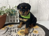 Layla, a female Rottweiler for sale in Arcola, IL – 2 of 5