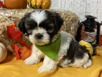 Daisy, a female Shih Tzu for sale in Arcola, IL – Photo 1 of 5