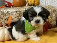 Daisy, a female Shih Tzu for sale in Arcola, IL – Photo 3 of 5