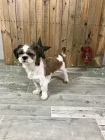 Daisy, a female Shih Tzu for sale in Arcola, IL – Photo 5 of 5