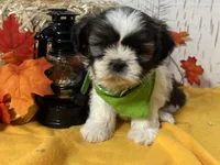 Daisy, a female Shih Tzu for sale in Arcola, IL – Photo 2 of 5