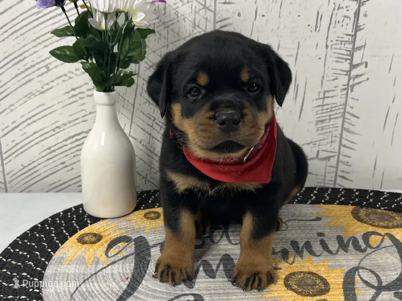 Dolly – Rottweiler puppy for sale in Arcola, IL