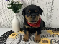Dolly, a female Rottweiler for sale in Arcola, IL – Photo 1 of 5