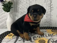 Dolly, a female Rottweiler for sale in Arcola, IL – Photo 2 of 5