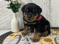 Dolly, a female Rottweiler for sale in Arcola, IL – Photo 3 of 5