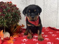 Molly, a female Rottweiler for sale in Arcola, IL – 2 of 5