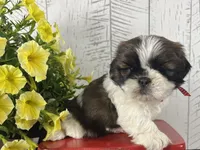 Tucker, a male Shih Tzu for sale in Arcola, IL – 3 of 5