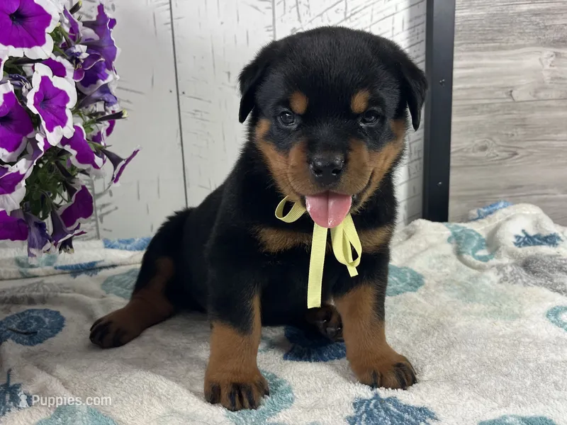 Arthur – Rottweiler puppy for sale in Arcola, IL