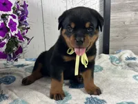 Arthur, a male Rottweiler for sale in Arcola, IL – 1 of 5