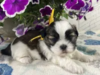 Alfie, a male Shih Tzu for sale in Arcola, IL – 3 of 5