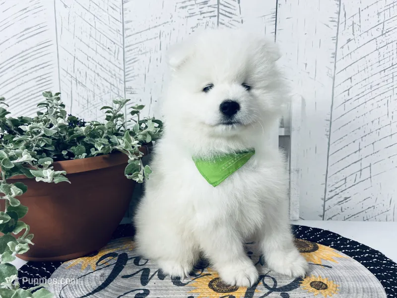Dozer – Samoyed puppy for sale in Arcola, IL