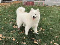 Sunny, a male Samoyed for sale in Arcola, IL – 4 of 5