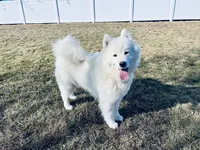 Barney, a male Samoyed for sale in Arcola, IL – 5 of 5