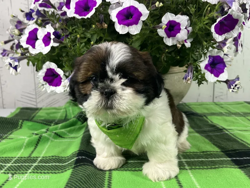 Tucker – Shih Tzu puppy for sale in Arcola, IL