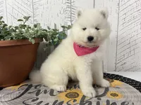 Chloe, a female Samoyed for sale in Arcola, IL – 2 of 5