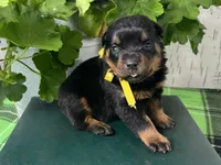 Molly, a female Rottweiler for sale in Arcola, IL – 2 of 5