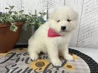 Ariel, a female Samoyed for sale in Arcola, IL – 2 of 5