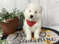Ellie, a female Samoyed for sale in Arcola, IL – 1 of 5