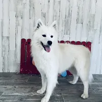 Gloria, a female Samoyed for sale in Arcola, IL – Photo 5 of 5