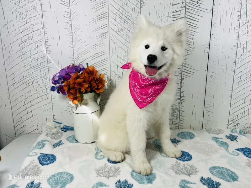 Gloria – Samoyed puppy for sale in Arcola, IL