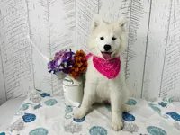 Gloria, a female Samoyed for sale in Arcola, IL – Photo 2 of 5