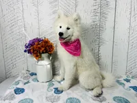 Gloria, a female Samoyed for sale in Arcola, IL – Photo 3 of 5