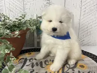 Cooper, a male Samoyed for sale in Arcola, IL – 2 of 5
