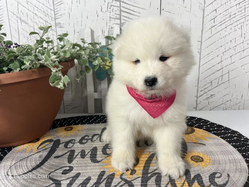 Ariel – Samoyed puppy for sale in Arcola, IL