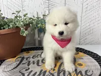 Ariel, a female Samoyed for sale in Arcola, IL – 1 of 5