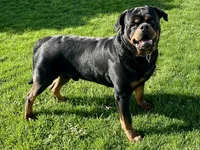 Nisha, a female Rottweiler for sale in Arcola, IL – 4 of 5