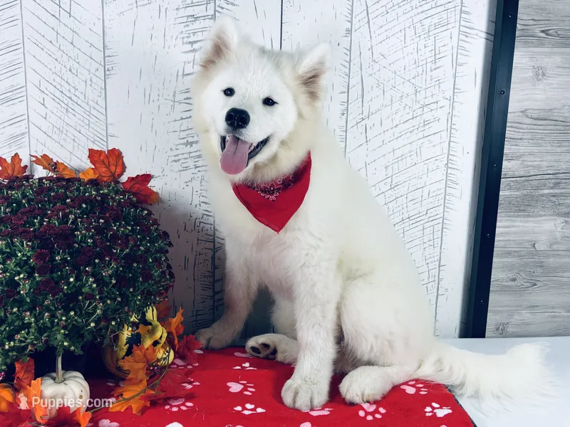 Sunny – Samoyed puppy for sale in Arcola, IL
