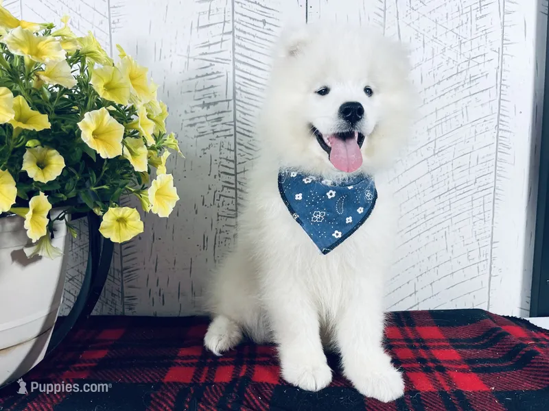 Dozer – Samoyed puppy for sale in Arcola, IL