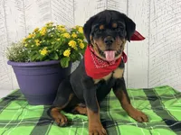 Layla, a female Rottweiler for sale in Arcola, IL – 3 of 5