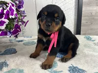 Josie, a female Rottweiler for sale in Arcola, IL – 2 of 5