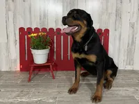 Amber, a female Rottweiler for sale in Arcola, IL – 2 of 6