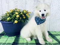 Cooper, a male Samoyed for sale in Arcola, IL – 2 of 5