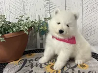 Chloe, a female Samoyed for sale in Arcola, IL – 1 of 5